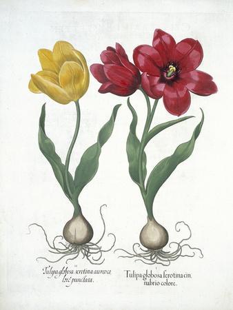 https://imgc.allpostersimages.com/img/posters/red-and-yellow-tulip-from-hortus-eystettensis_u-L-Q1NGRJC0.jpg?artPerspective=n