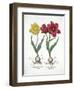 Red and Yellow Tulip, from Hortus Eystettensis-null-Framed Giclee Print