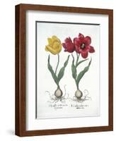 Red and Yellow Tulip, from Hortus Eystettensis-null-Framed Giclee Print