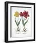 Red and Yellow Tulip, from Hortus Eystettensis-null-Framed Giclee Print
