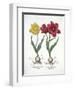 Red and Yellow Tulip, from Hortus Eystettensis-null-Framed Giclee Print