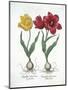 Red and Yellow Tulip, from Hortus Eystettensis-null-Mounted Giclee Print