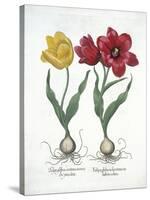 Red and Yellow Tulip, from Hortus Eystettensis-null-Stretched Canvas