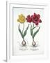 Red and Yellow Tulip, from Hortus Eystettensis-null-Framed Giclee Print