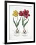 Red and Yellow Tulip, from Hortus Eystettensis-null-Framed Giclee Print