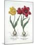 Red and Yellow Tulip, from Hortus Eystettensis-null-Mounted Giclee Print