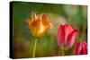Red and Yellow Tulips on Textured Background-Rona Schwarz-Stretched Canvas