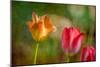 Red and Yellow Tulips on Textured Background-Rona Schwarz-Mounted Photographic Print