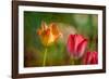 Red and Yellow Tulips on Textured Background-Rona Schwarz-Framed Photographic Print