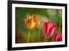 Red and Yellow Tulips on Textured Background-Rona Schwarz-Framed Photographic Print