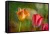 Red and Yellow Tulips on Textured Background-Rona Schwarz-Framed Stretched Canvas