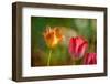 Red and Yellow Tulips on Textured Background-Rona Schwarz-Framed Photographic Print