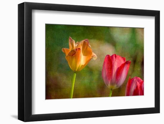 Red and Yellow Tulips on Textured Background-Rona Schwarz-Framed Photographic Print