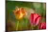 Red and Yellow Tulips on Textured Background-Rona Schwarz-Mounted Photographic Print