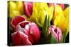 Red and Yellow Tulips Opening-C Layzell-Stretched Canvas