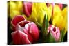 Red and Yellow Tulips Opening-C Layzell-Stretched Canvas