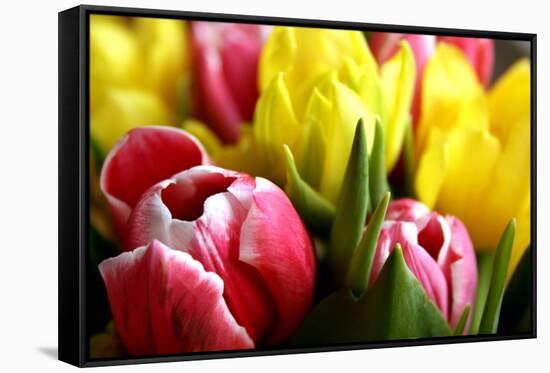 Red and Yellow Tulips Opening-C Layzell-Framed Stretched Canvas