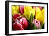 Red and Yellow Tulips Opening-C Layzell-Framed Photographic Print