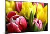 Red and Yellow Tulips Opening-C Layzell-Mounted Photographic Print