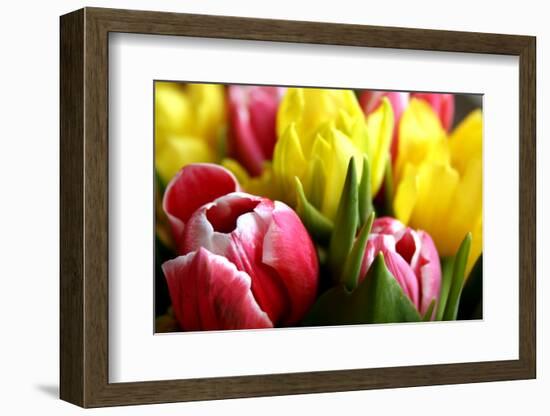 Red and Yellow Tulips Opening-C Layzell-Framed Photographic Print