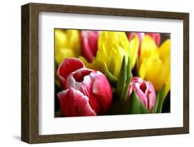 Red and Yellow Tulips Opening-C Layzell-Framed Photographic Print