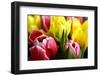 Red and Yellow Tulips Opening-C Layzell-Framed Photographic Print