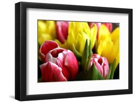 Red and Yellow Tulips Opening-C Layzell-Framed Photographic Print