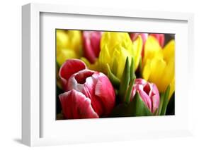 Red and Yellow Tulips Opening-C Layzell-Framed Photographic Print