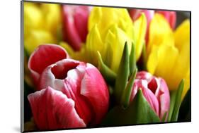 Red and Yellow Tulips Opening-C Layzell-Mounted Photographic Print