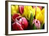 Red and Yellow Tulips Opening-C Layzell-Framed Photographic Print