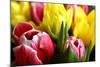 Red and Yellow Tulips Opening-C Layzell-Mounted Photographic Print