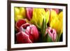 Red and Yellow Tulips Opening-C Layzell-Framed Photographic Print