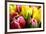 Red and Yellow Tulips Opening-C Layzell-Framed Photographic Print