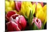 Red and Yellow Tulips Opening-C Layzell-Mounted Photographic Print