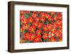 Red and Yellow Tulips with Triangular Petals.-protechpr-Framed Photographic Print