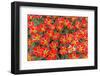 Red and Yellow Tulips with Triangular Petals.-protechpr-Framed Photographic Print