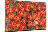 Red and Yellow Tulips with Triangular Petals.-protechpr-Mounted Photographic Print