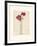 Red Anemones II-Amy Melious-Framed Art Print