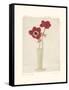 Red Anemones II-Amy Melious-Framed Stretched Canvas