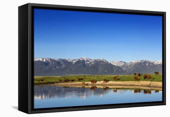Red Angus Beef Cattle Graze in Pasture, Mission Valley, Montana, Usa-Chuck Haney-Framed Stretched Canvas