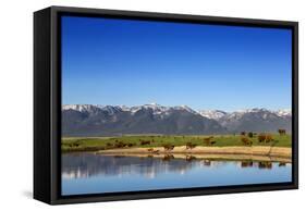 Red Angus Beef Cattle Graze in Pasture, Mission Valley, Montana, Usa-Chuck Haney-Framed Stretched Canvas