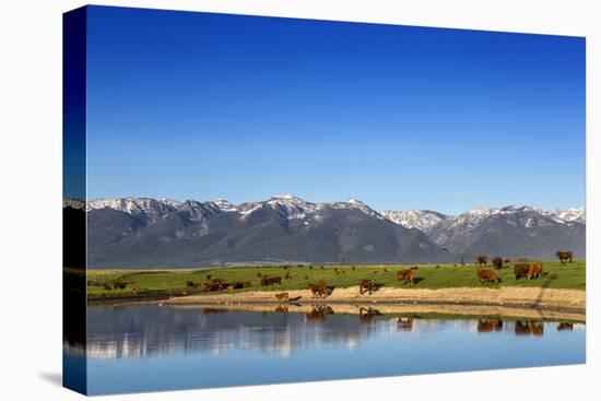 Red Angus Beef Cattle Graze in Pasture, Mission Valley, Montana, Usa-Chuck Haney-Stretched Canvas