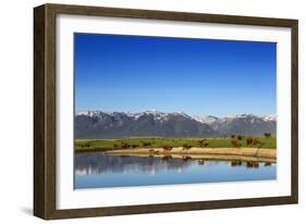 Red Angus Beef Cattle Graze in Pasture, Mission Valley, Montana, Usa-Chuck Haney-Framed Photographic Print