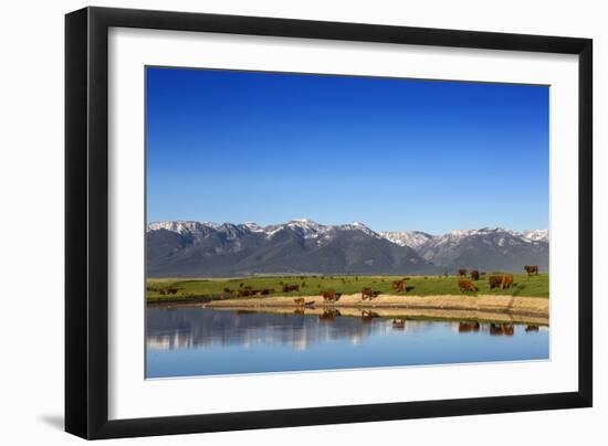 Red Angus Beef Cattle Graze in Pasture, Mission Valley, Montana, Usa-Chuck Haney-Framed Photographic Print