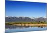 Red Angus Beef Cattle Graze in Pasture, Mission Valley, Montana, Usa-Chuck Haney-Mounted Photographic Print