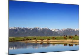 Red Angus Beef Cattle Graze in Pasture, Mission Valley, Montana, Usa-Chuck Haney-Mounted Photographic Print