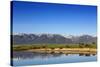 Red Angus Beef Cattle Graze in Pasture, Mission Valley, Montana, Usa-Chuck Haney-Stretched Canvas