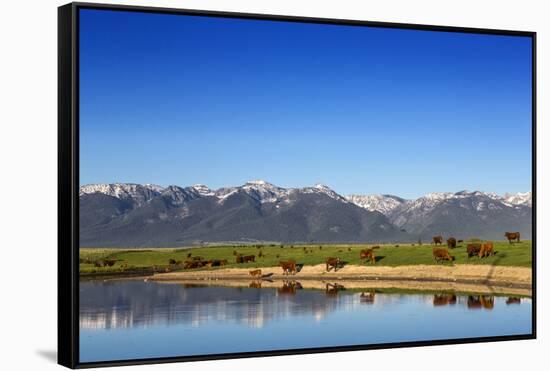 Red Angus Beef Cattle Graze in Pasture, Mission Valley, Montana, Usa-Chuck Haney-Framed Stretched Canvas