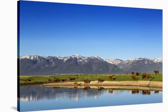 Red Angus Beef Cattle Graze in Pasture, Mission Valley, Montana, Usa-Chuck Haney-Stretched Canvas