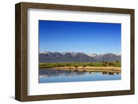 Red Angus Beef Cattle Graze in Pasture, Mission Valley, Montana, Usa-Chuck Haney-Framed Photographic Print